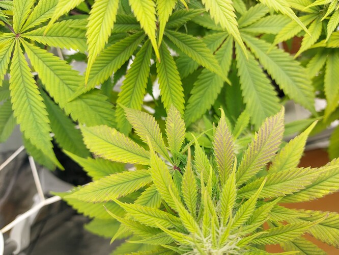Growreport Bild 2
