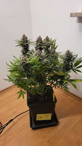 Growreport Bild 15