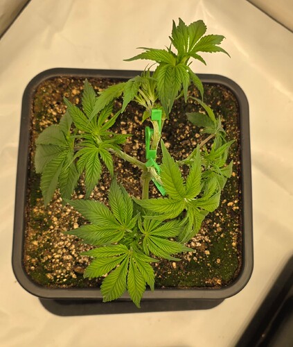 Growreport Bild 12