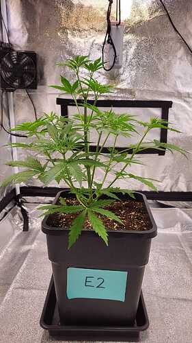 Growreport Bild 9