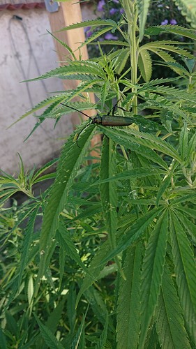 K2