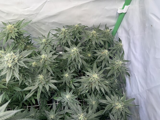Growreport Bild 7