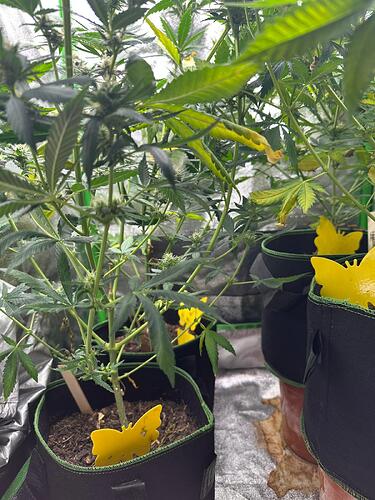 Zwei Cannabispflanzen in Stofftöpfen in einem Growzelt, mit gelben Klebefallen zur Schädlingsbekämpfung.