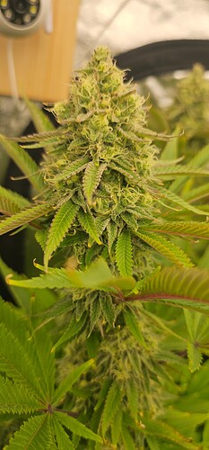 Growreport Bild 40