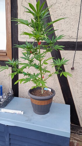 Growreport Bild 28