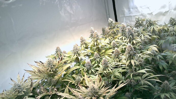 Growreport Bild 8