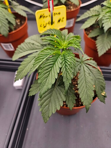Growreport Bild 44