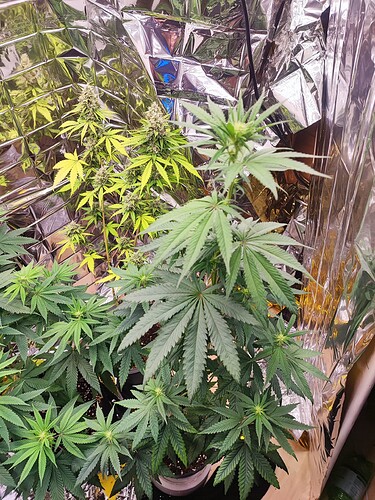 Growreport Bild 2