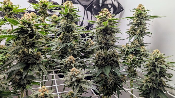 Growreport Bild 31