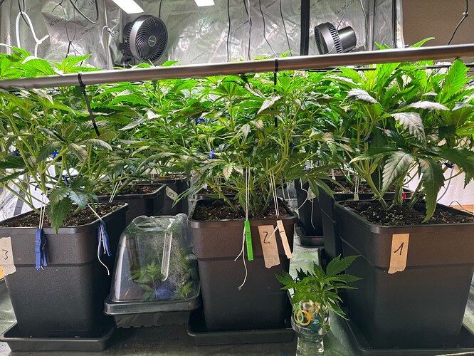 Growreport Bild 3