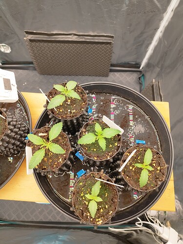 Growreport Bild 1