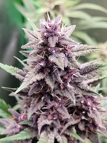 Growreport Bild 25