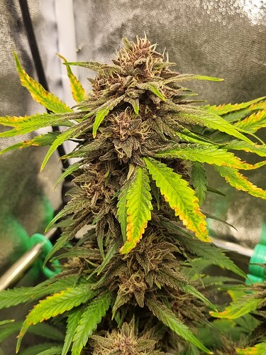 Growreport Bild 9