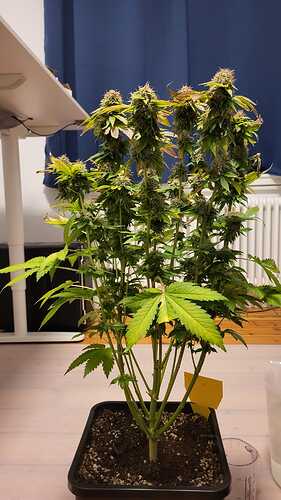 Growreport Bild 29