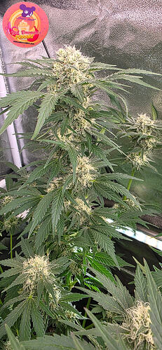 Growreport Bild 34