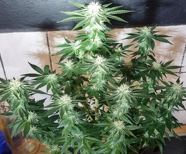 Growreport Bild 12