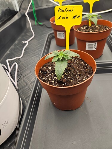 Growreport Bild 35