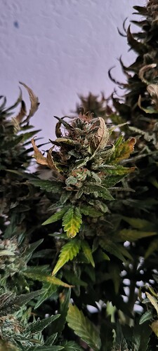 Growreport Bild 6