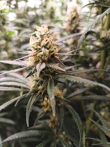 Growreport Bild 27