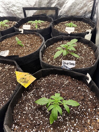 Growreport Bild 6