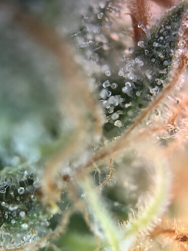 Growreport Bild 36