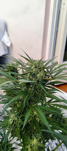 Growreport Bild 3
