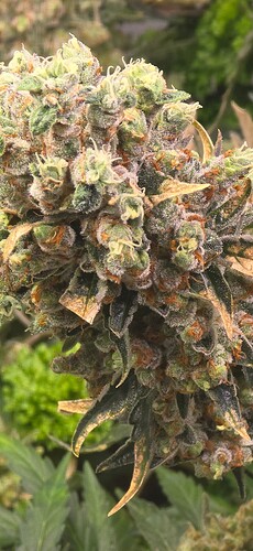 Growreport Bild 5