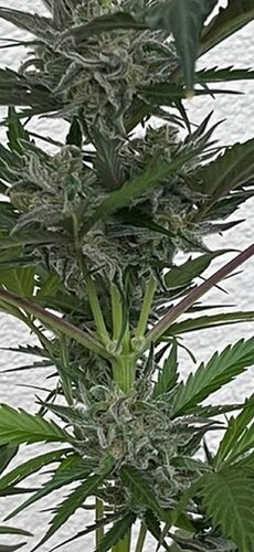 Screenshot_20240616_201719_WhatsApp