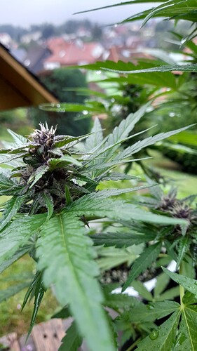 Growreport Bild 5