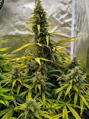 IMG_20240606_125200762_HDR