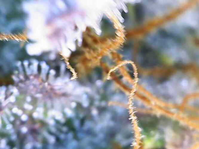 Growreport Bild 13