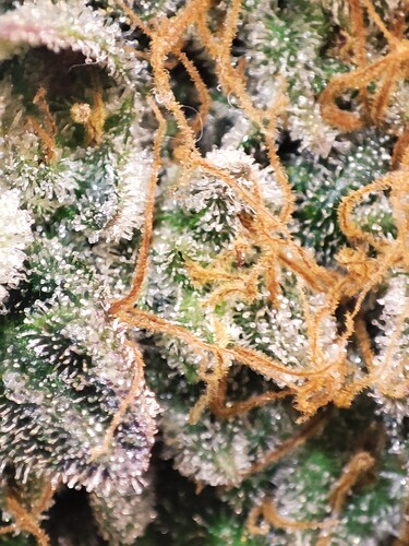 Growreport Bild 84