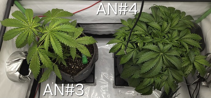Growreport Bild 5