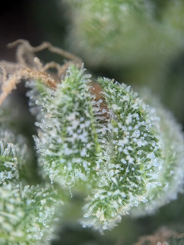 Growreport Bild 4