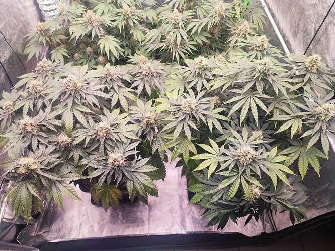 Growreport Bild 5