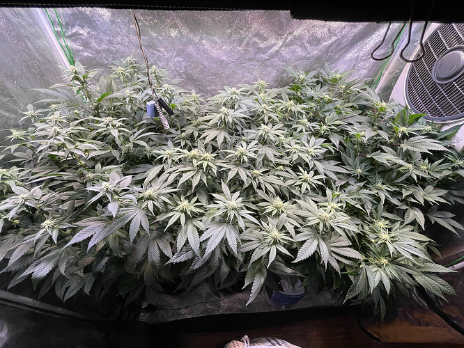 Growreport Bild 2