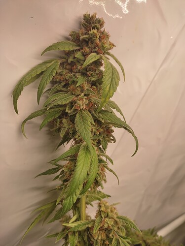 Growreport Bild 19
