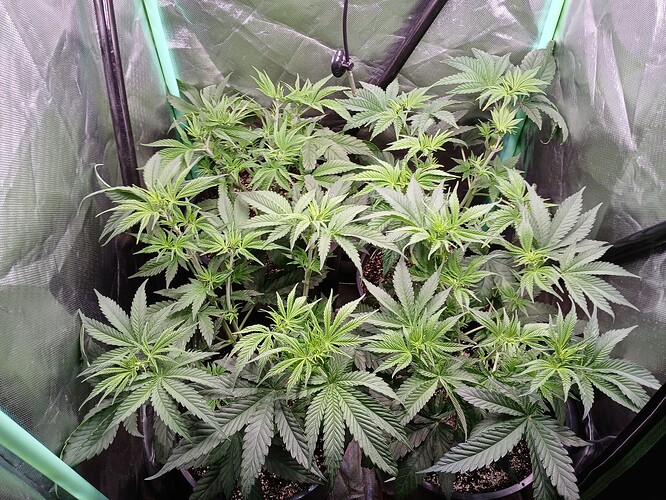 Growreport Bild 34