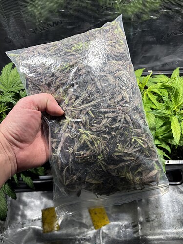 Growreport Bild 5