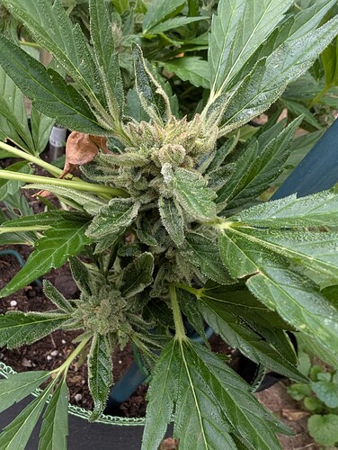 Growreport Bild 9