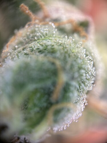 Growreport Bild 35