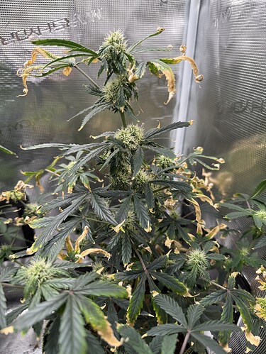 Growreport Bild 1