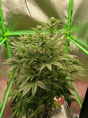 Growreport Bild 4