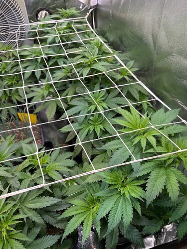Growreport Bild 37