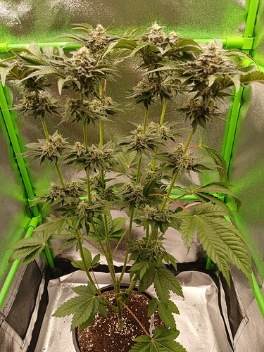 Growreport Bild 3