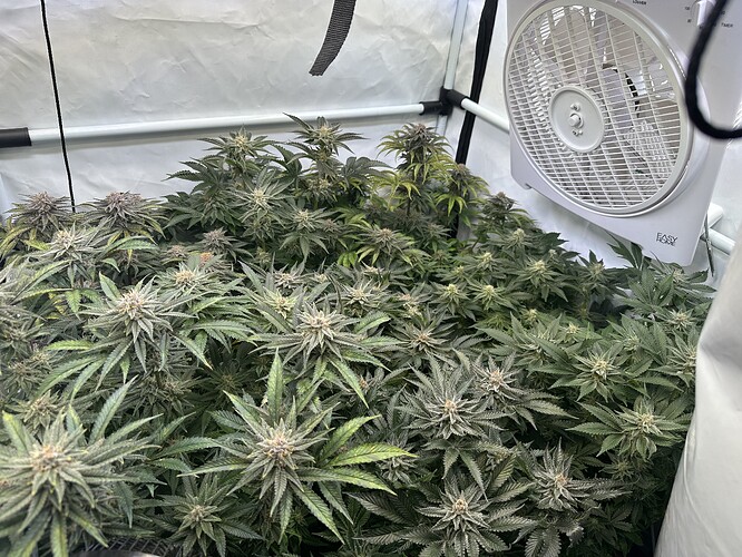 Growreport Bild 1