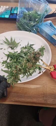 Growreport Bild 36