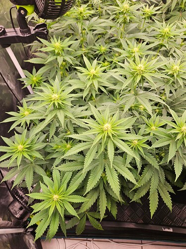 Growreport Bild 20
