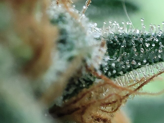 Growreport Bild 2