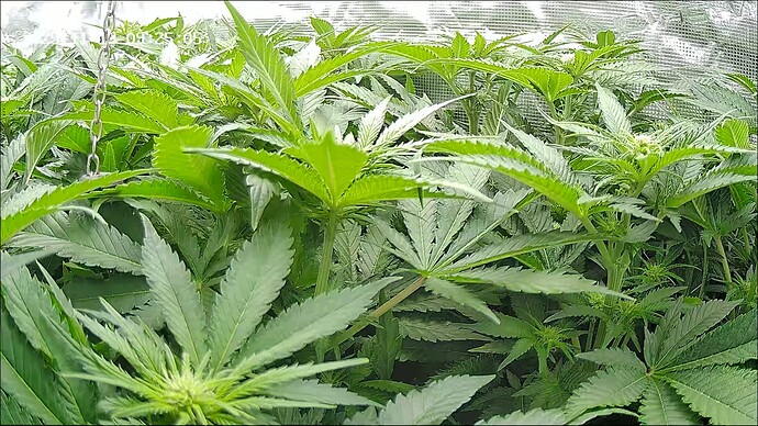 Growreport Bild 11